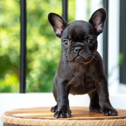 Truffles - Black female French Bulldog puppy in Nokesville, Virginia from Hershel's