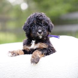 Purple collar - Phantom female Bernedoodle puppy in Spokane, Washington from Doodle Love