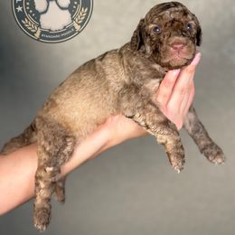 Kai - Sable male Poodle puppy in Spring Hills, Florida from The Olympus Standard Poodle