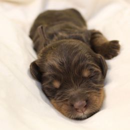 Aphrodite - Brown female Bernedoodle puppy in Eagle Mountain, Utah from Liberty Farms Puppies