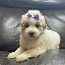 Baby Purple - Parti female Maltipoo puppy in Berea, Kentucky from Blair’s Furry Friends