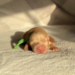 Biscuit - Cream male Dachshund puppy in Phoenix, Arizona from Lengthydog.co
