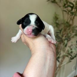 Lucky - Black and white male Cavapoo puppy in Cherryville, North Carolina from Mercy Doodles