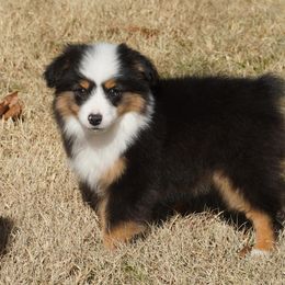 Black Tri Female Most White - Black tri female Miniature Australian Shepherd puppy in Lawton, Oklahoma from Lindsey’s Aussies