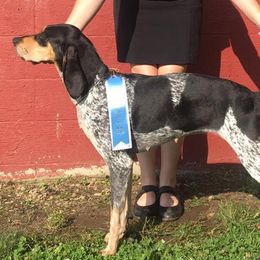 Bluetick Coonhounds and Redbone Coonhounds from Anlon Kennels