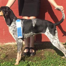 Bluetick Coonhounds and Redbone Coonhounds from Anlon Kennels