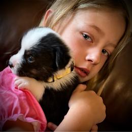 Nash (Yellow collar) - Black and white male American Corgi puppy in Omaha, Arkansas from DnD Corgis