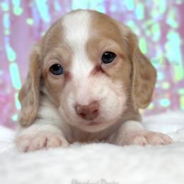 Ballerina Barbie - Cream female Dachshund puppy in Chandler, Arizona from Vonaducci Doxies, LLC.