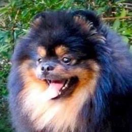KING - Pomeranian