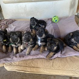 German Shepherd Puppies from Freitag Kennels