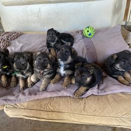 German Shepherd Puppies from Freitag Kennels