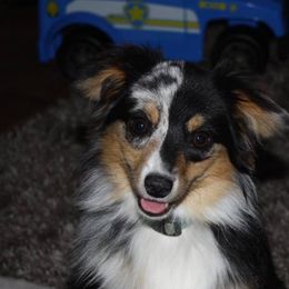Gunner - Toy Australian Shepherd