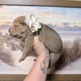 Darcy - Red sable female Chinese Shar-Pei puppy in Lehigh Acres, Florida from Florida Wrinkles