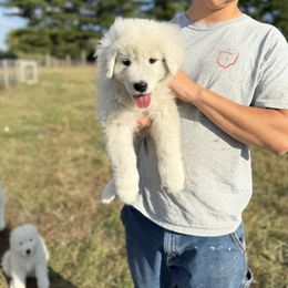 Pink collar girl - White female Maremma Sheepdog puppy in Swanton, Ohio from Old Orchard Maremmas