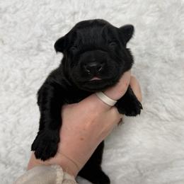 Red - Black male German Shepherd puppy in Tennessee from Chattanooga Tn German Shepherds