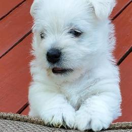 West Highland White Terriers from Laurie's West Highland White Terriers