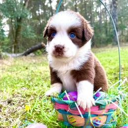 Reba - Red & white female Australian Shepherd puppy in Winnabow, North Carolina from Lazy Dayz Ranch