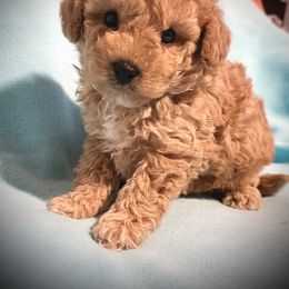 Micah - Poodle puppy from Bows and Bot Ties