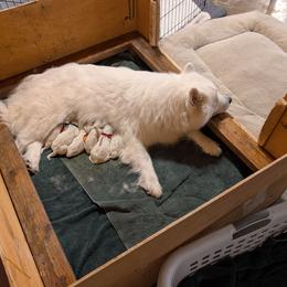 Boy 3 - White male Samoyed puppy in Effingham, Illinois from The Office Pups