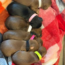 Dachshund puppies from Dix n’ Dot Dachshunds