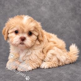 Savannah (female) - Cream and white female Shih Tzu puppy in Haines City, Florida from Amy’s Awesome Shih Tzus