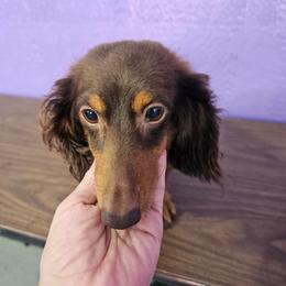 Flopsy - Dachshund