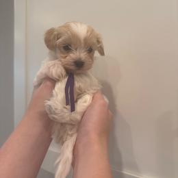 Iris - Cream female Cavapoo puppy in Lafayette, Oregon from Wine Country Cavapoos
