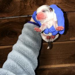 Boy 1 - Merle male Cavapoo puppy in Fayetteville, Arkansas from Silver Hill Farm