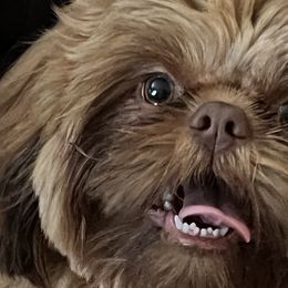 Shih Tzus from Shannon’s Sweet and Sassy Shih Tzu’s