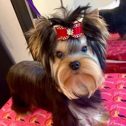 Yorkshire Terrier Puppies from Panache Yorkies