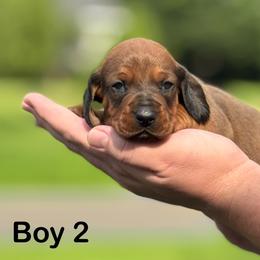 Red Boy 2 - Red male Dachshund puppy in Hickory, Kentucky from NanoDachs
