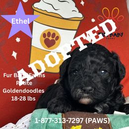 Lydia - Black female Goldendoodle puppy in Michigan from Fur Baby Farms