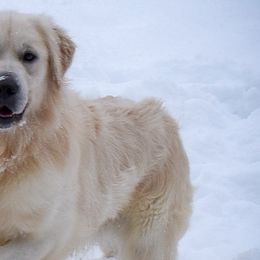 Goldendoodles, Golden Retrievers, Irish Doodles, Irish Setters, and Poodles from Toodles Goldendoodles