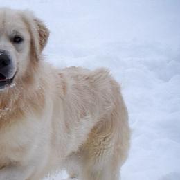 Goldendoodles, Golden Retrievers, Irish Doodles, Irish Setters, and Poodles from Toodles Goldendoodles