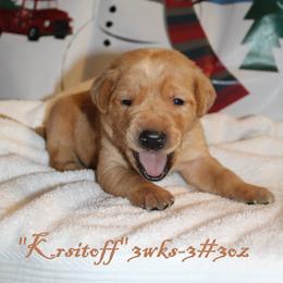 Labrador Retriever Puppies from Rainy Lake Labrador Retrievers