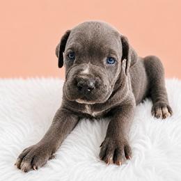 Dottie - Black brindle female Cane Corso puppy in Haslet, Texas from Trained To Go Corso Kennels (T.T.G. Corso Kennels)