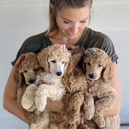 Bernedoodle, Goldendoodle, and Poodle Puppies from Central Valley Canine Companions