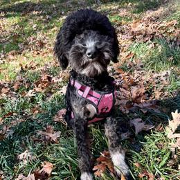 Tilley - Aussiedoodle