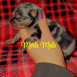 Boy 1 - Blue merle male Pomeranian puppy in Albany, Oregon from Purrs N Poms