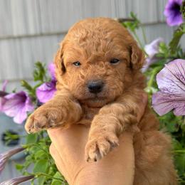 Buddy - Red  male Poodle puppy in Kalamazoo, Michigan from Creekside Ranch