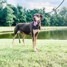Kymberr - Chocolate female Great Dane puppy in Prairieville, Louisiana from Southern Barron Danes & Dachshunds