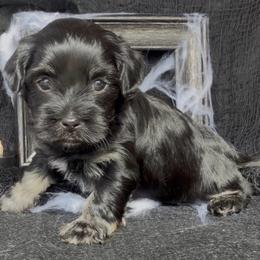 BECKHAM - AKC - Black and silver brindle male Havanese puppy in Verden, Oklahoma from Holcombs Puppy Ranch