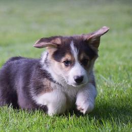 Flower - Black and tan female Pembroke Welsh Corgi puppy in Morgantown, Pennsylvania from GoldStar Corgis (License Number 18519)