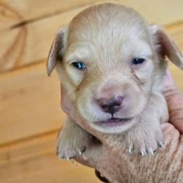 Cream male 2 no collar - Cream male Dachshund puppy in Trade, Tennessee from TN Miniature Dachshunds & Basset Hounds