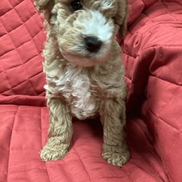 Cavapoo and Poodle Puppies from Happy Tails Poods and Doods