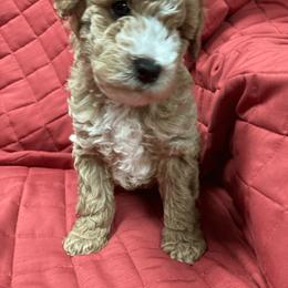 Cavapoo and Poodle Puppies from Happy Tails Poods and Doods