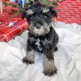 Miniature Schnauzer Puppies from Barenaba Schnauzers