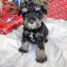 Miniature Schnauzer Puppies from Barenaba Schnauzers