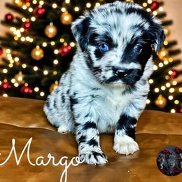 Margo - Blue merle female Miniature Australian Shepherd puppy in Brenham, Texas from Stone N Rose Kennels