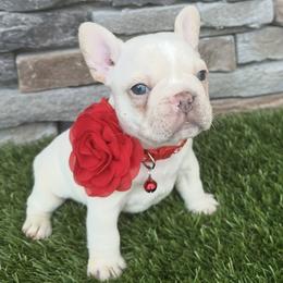 Daisy - White female French Bulldog puppy in Jacksonville, Florida from Jacksonville Frenchies